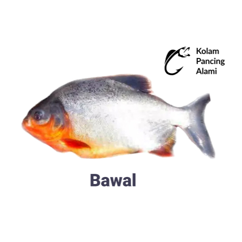 

Ikan Bawal Segar 500gr - 1kg