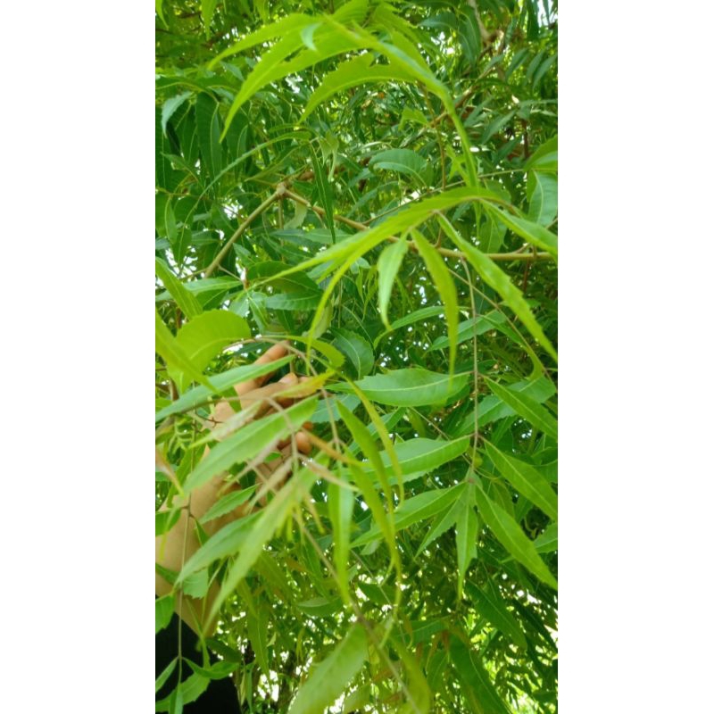 

Daun Mimba/MIMBO Segar 500gr