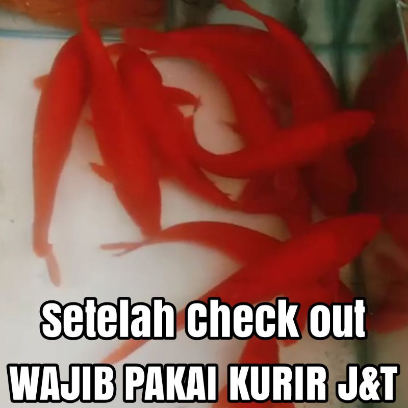 Hiasan kolam akuarium koi benigoi / aka hajiro