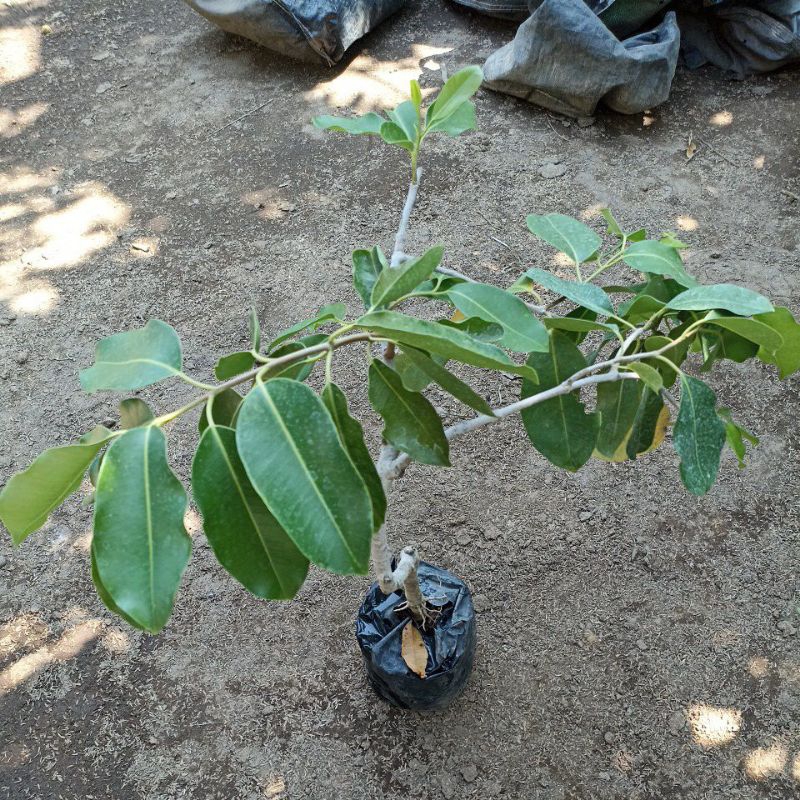 bibit Jamblang / juwet putih siap berbunga