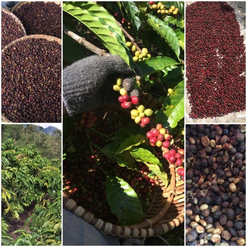 

KOPI BUBUK ROBUSTA ULU BELU