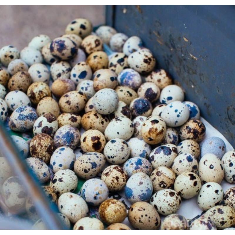 

Telur Puyuh 20pcs matang