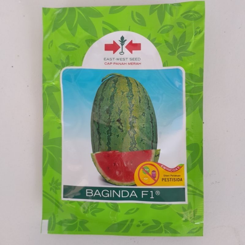 BENIH SEMANGKA BAGINDA F1 380 BUTIR