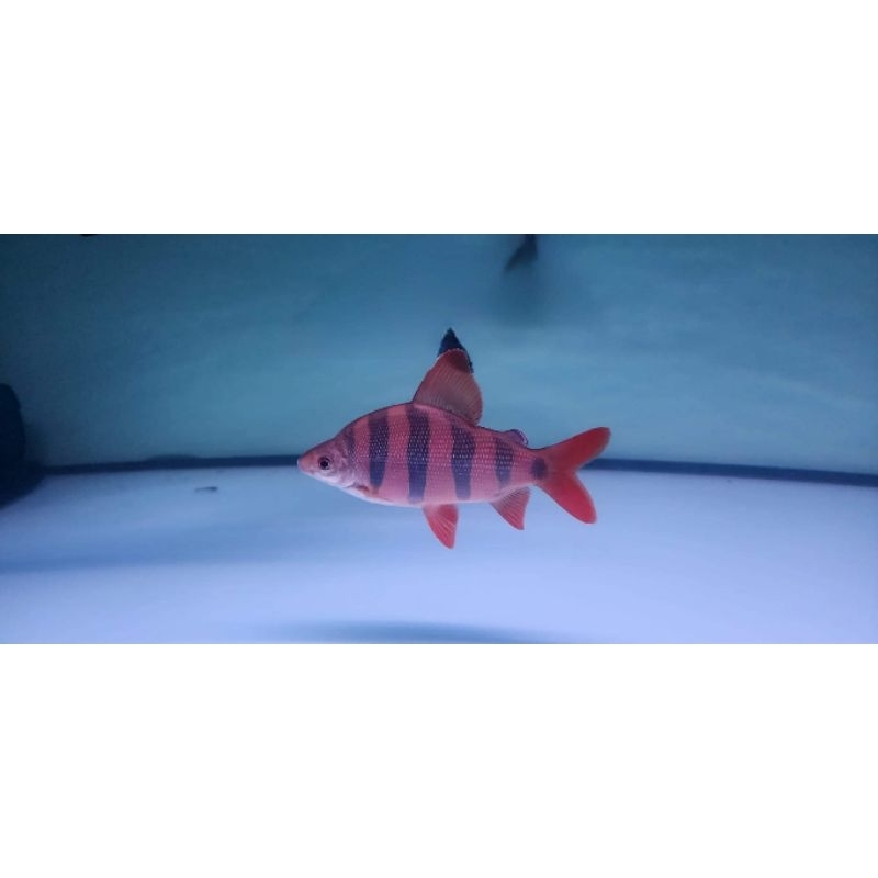 IKAN DISTICHODUS SEXFASCIATUS / DISTI / IKAN HIAS AFRIKA TANKMATE PREDATOR / AROWANA , PARI BD , PBA