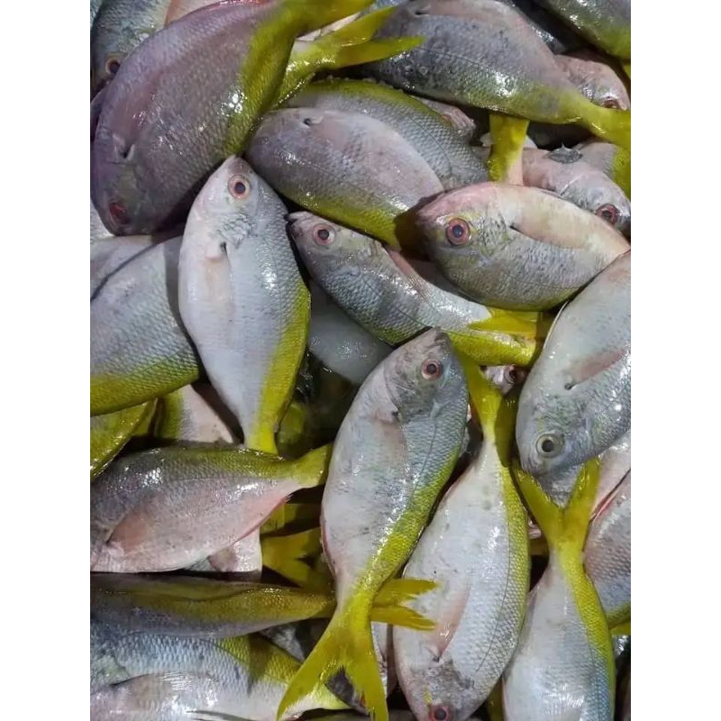 

Ikan ekor kuning