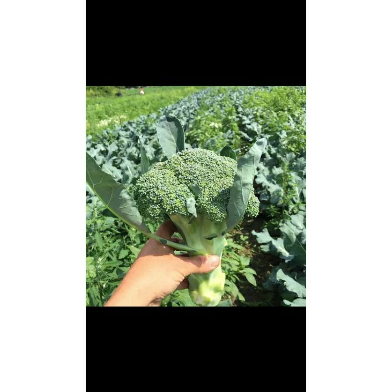 50 BENIH BROKOLI LUCKY F1