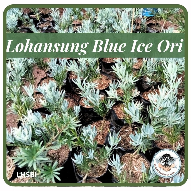 Bibit Bonsai Blue Ice Ori, Bahan Bonsai Lohansung Blue Ice