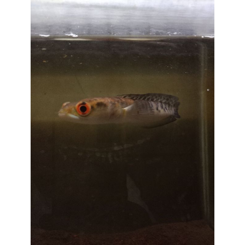 channa maru yellow sentarum ys 6-7 cm 100% garansi + pelet ikan
