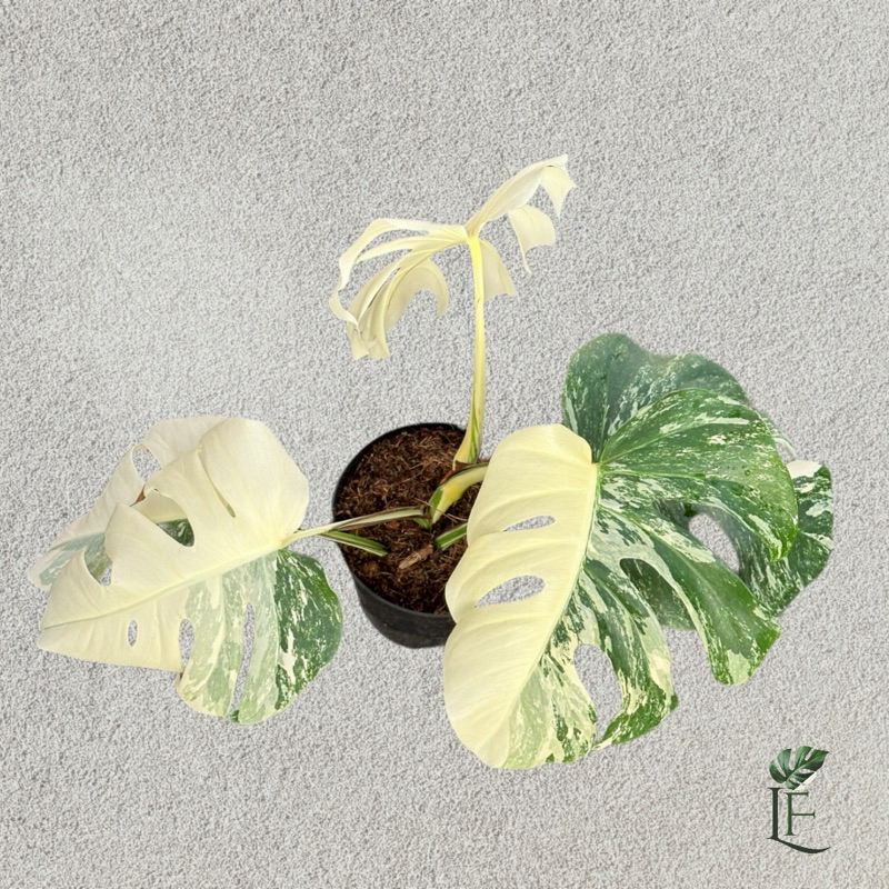 Monstera Variegata White Tiger