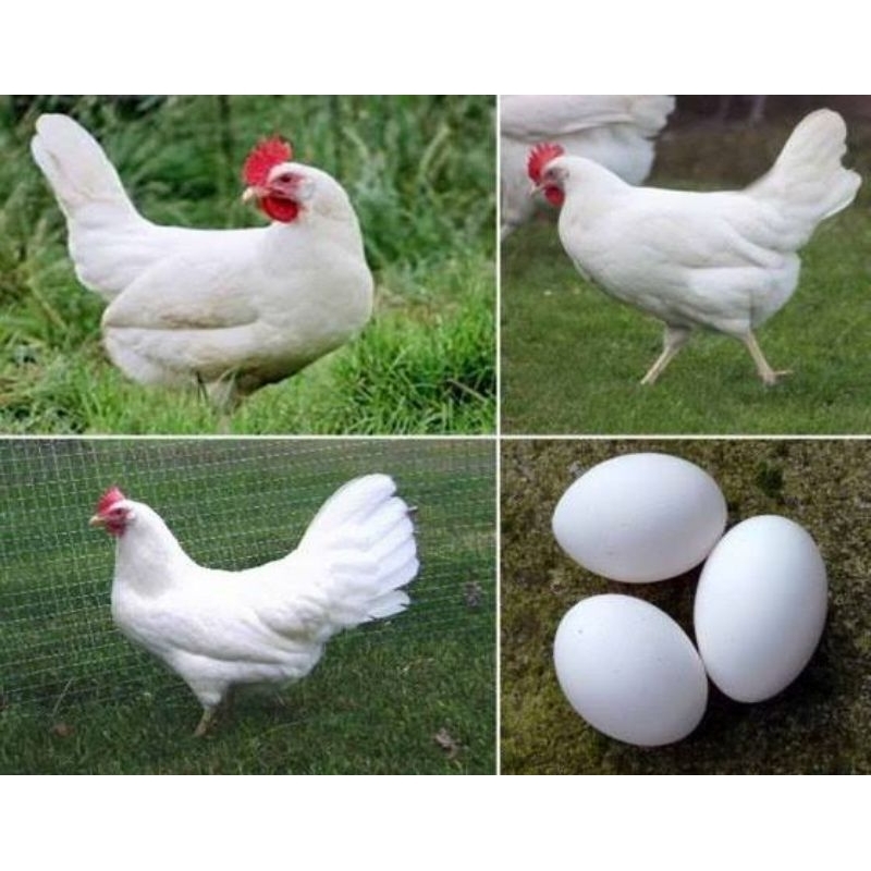 

telur tetas white legorn