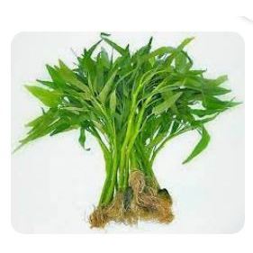 

BUDE SAYUR - Sayur Kangkung 1 Ikat
