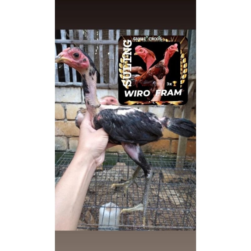 ayam GANOI CROOS