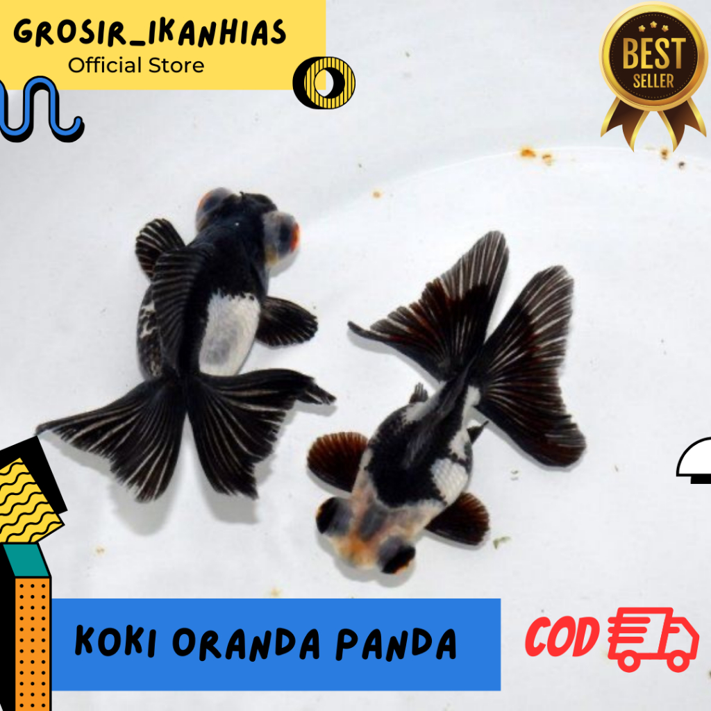 Hiasan Aquarium Ikan Koki Panda / Koki Black Panda / Ikan Koki Goldfish - Size 5-6cm