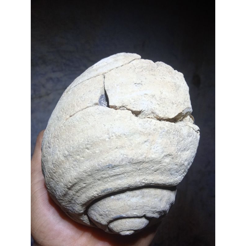 batu fosil keong purba super besar barang sesuai foto