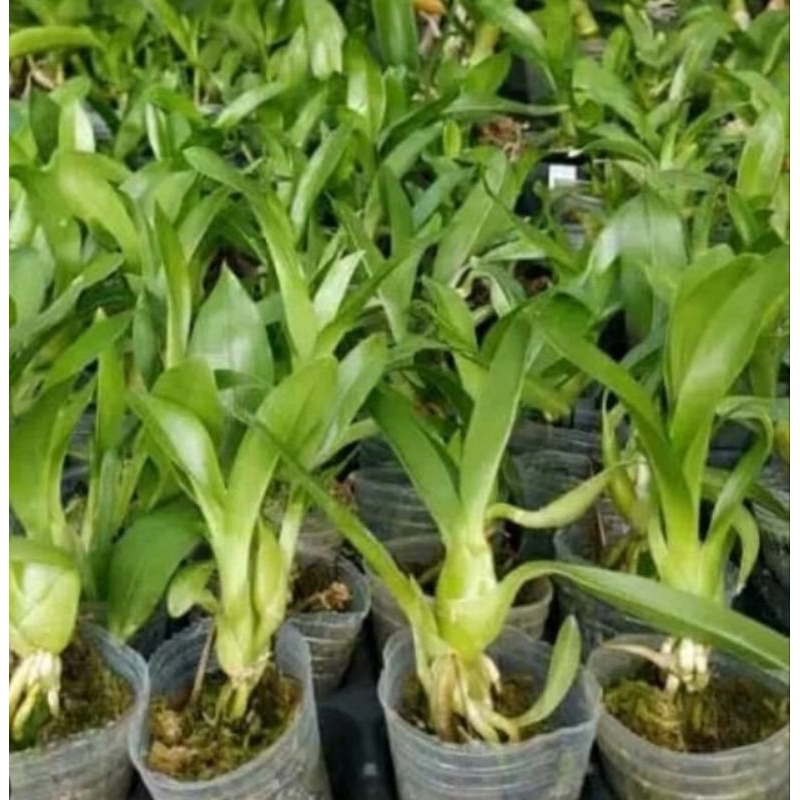 BISA(COD) ANGGREK GRAMA