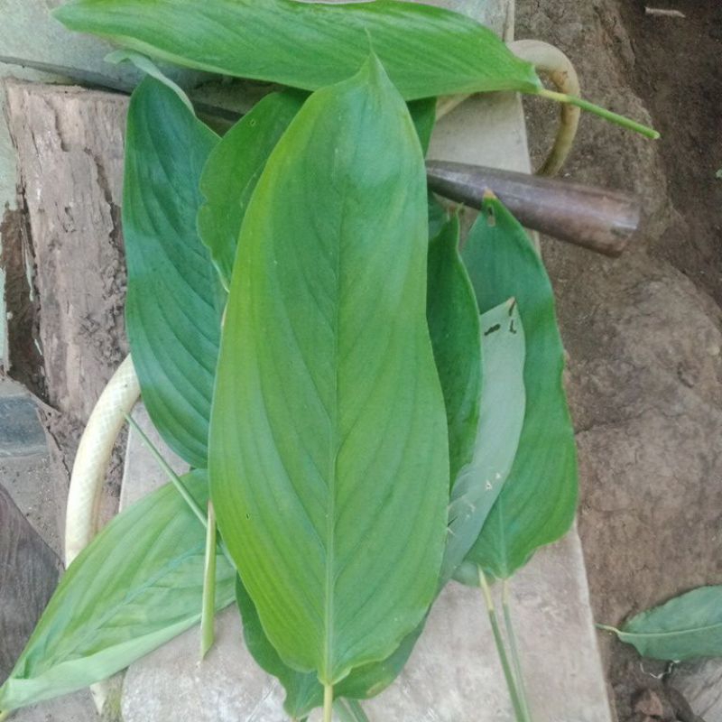 

DAUN IRUT SEGAR 200 GRAM