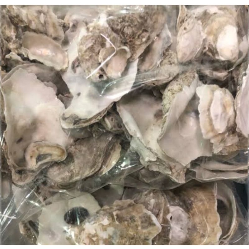 Media filter air kolam KERANG OYSTER 500GR