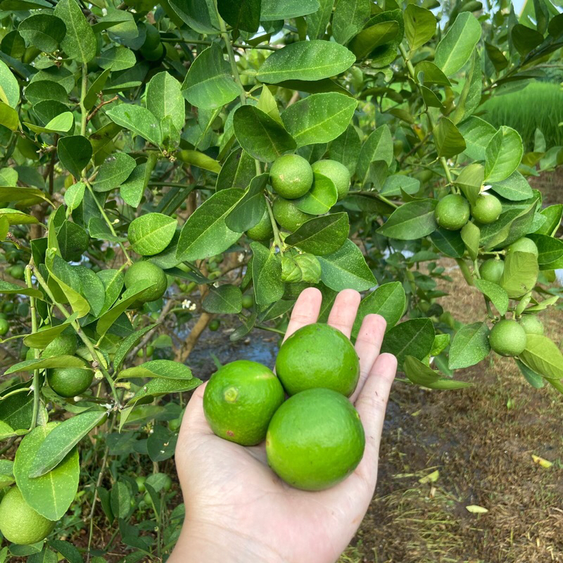 

Jeruk nipis jumbo 1kg ready stok di petik langsung dari pohonnya tidak PO