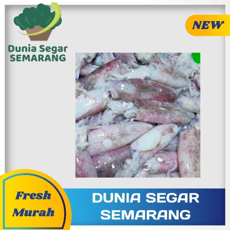 

Cumi Sedang Segar