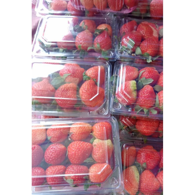 

buah stowberry segar