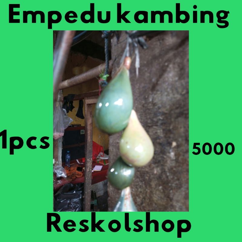 

Empedu kambing 1pcs