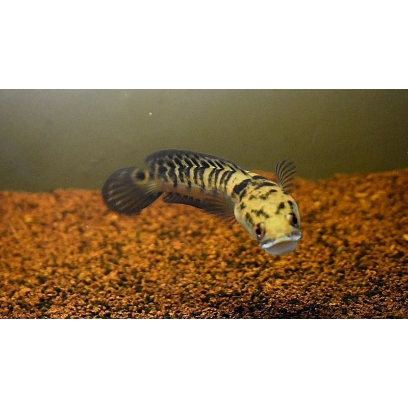 Channa Yellow Sentarum uk 11_13cm