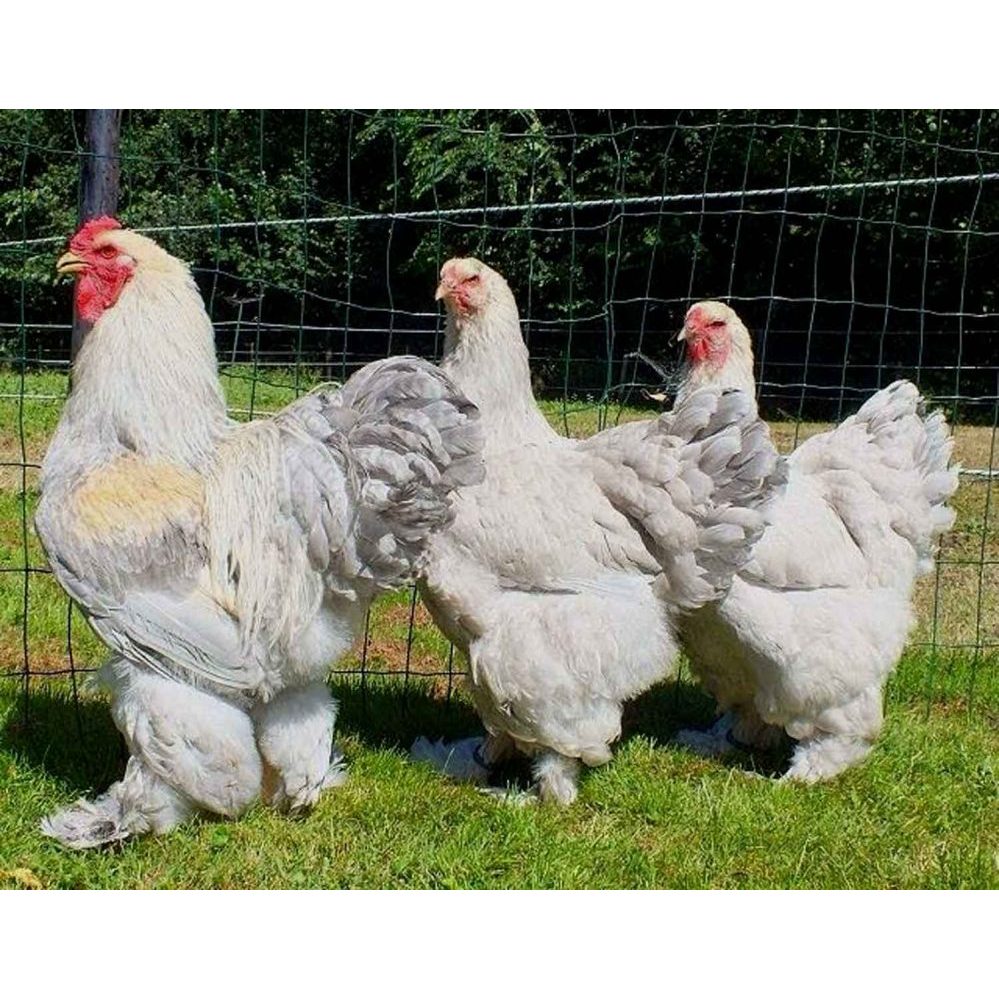 TELUR AYAM BRAHMA UNTUK DI TETASKAN