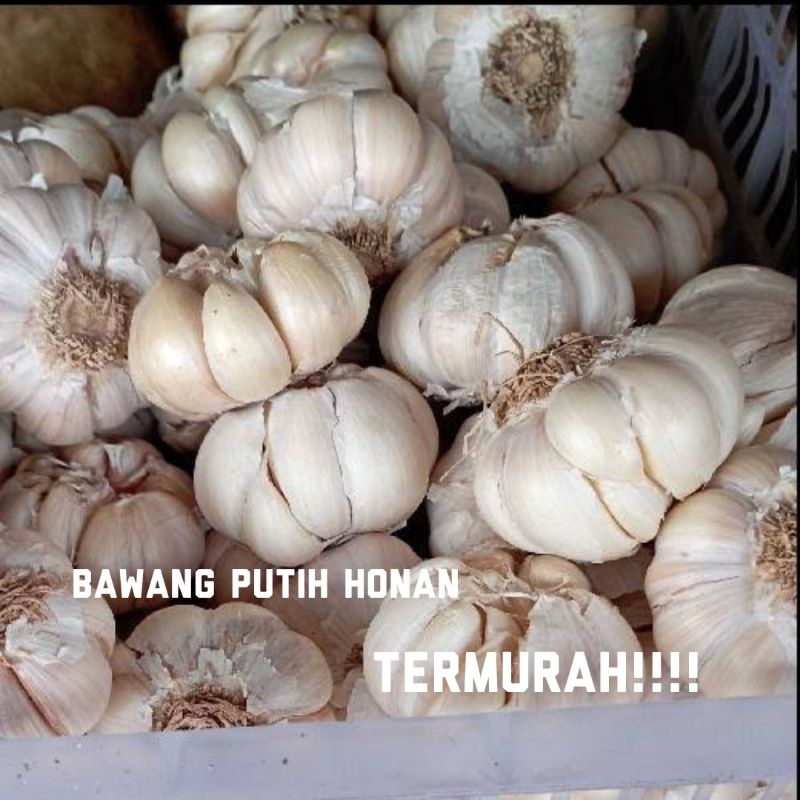 

RB Bawang Putih Honan 1 Kg Bersih Kulit Pengiriman Cepat