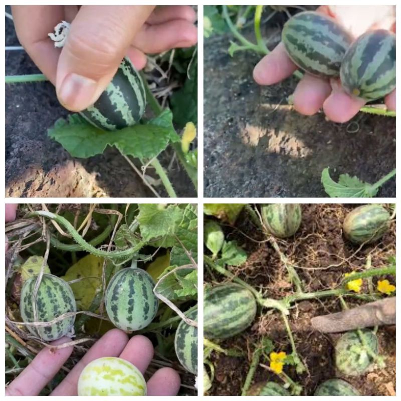 5 BUTIR BIJI/BENIH SEMANGKA BABY/SEMANGKA MINI