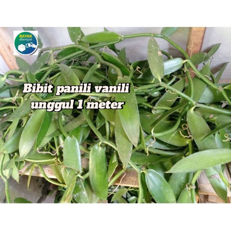 Bibit panili vanili Unggul Steck siap tanam 1 meter