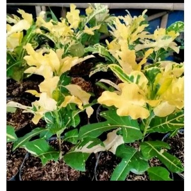 0Tanaman Hias Puring Terang Bulan, Tanaman Puring Terang Bulan, Pohon Puring Terang Bulan