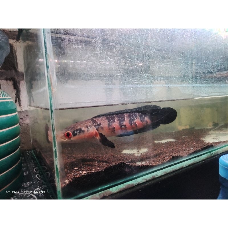 red barito 20cm-+ bar rapi & bercabung