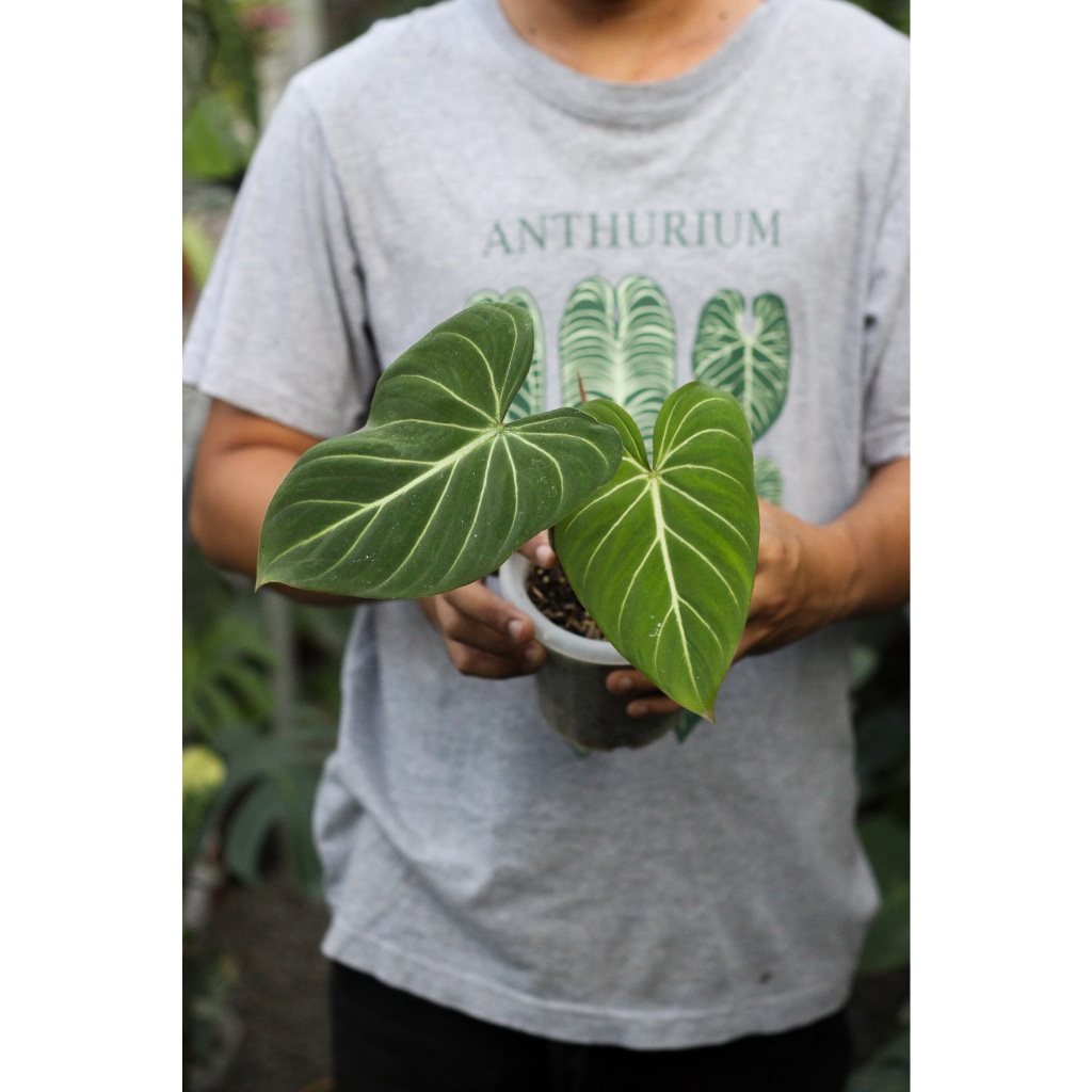 Philodendron Gloriosum White Viens