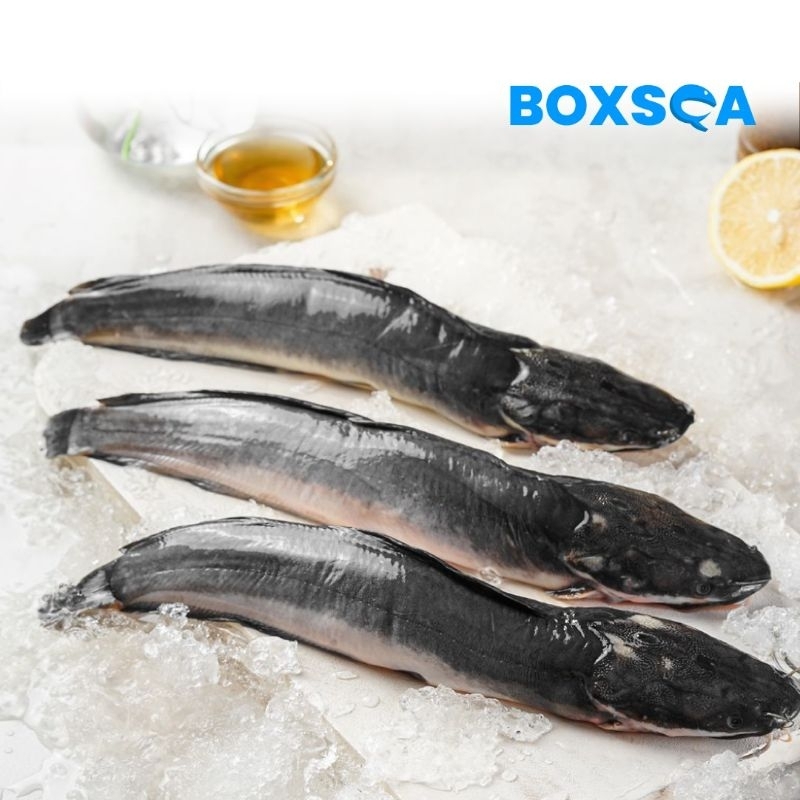 

IKAN LELE UTUH FROZEN PREMIUM