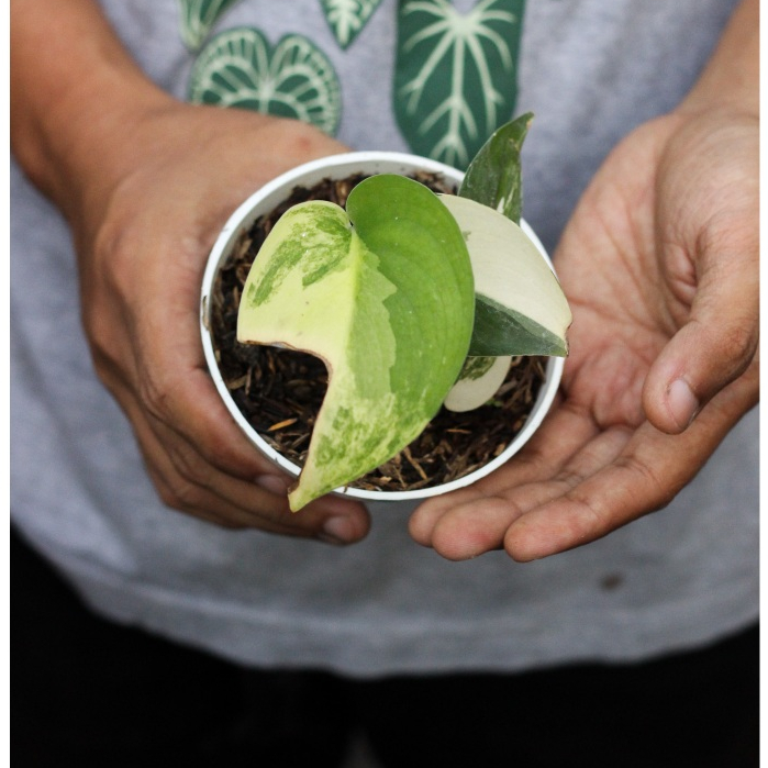 Scindapsus Jade Satin Variegata