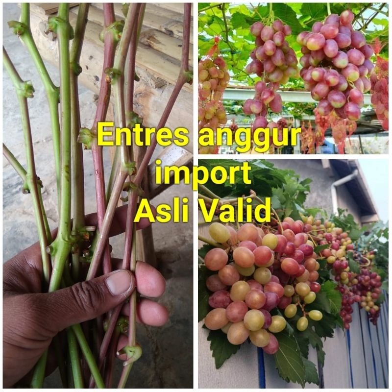 entres anggur import