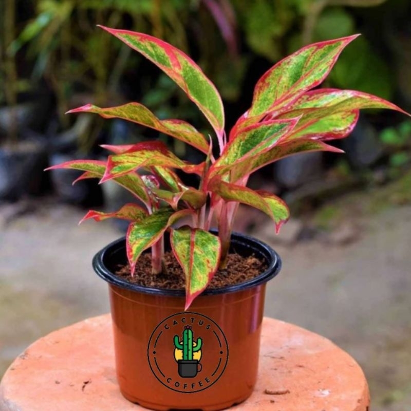 Tanaman Hias Aglonema Lipstik Merah / Bunga Aglonema lipstik merah / Pohon Aglonema lipstik