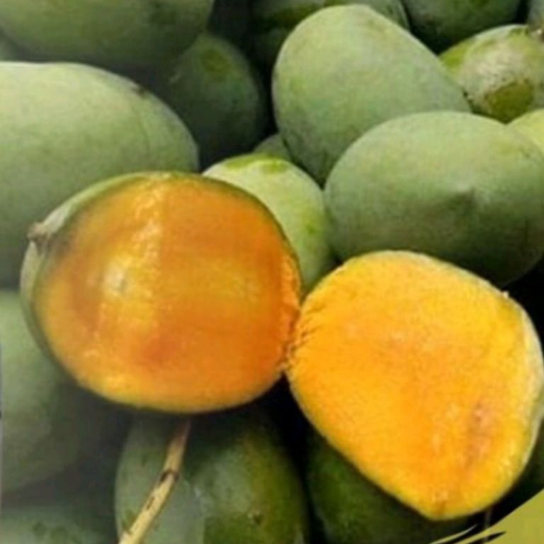 

Mdel Terkni MANGGA KWENI GRADE A PILIHAN SPESIAL