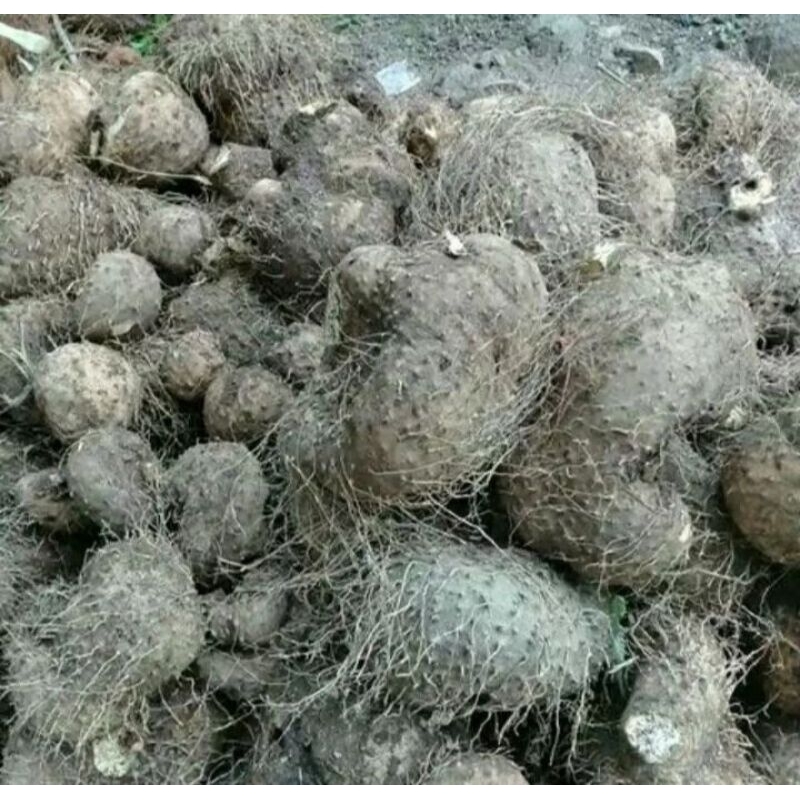 

1kg umbi gadung herbal mengatasi keputihan alami umbi gadung segar lamgsung petik