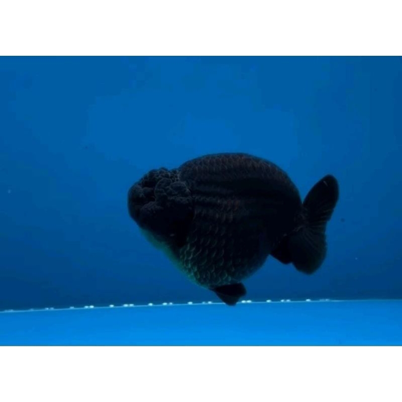 Ikan Hias Mas Koki Rancu Black Solid Grade High Quality