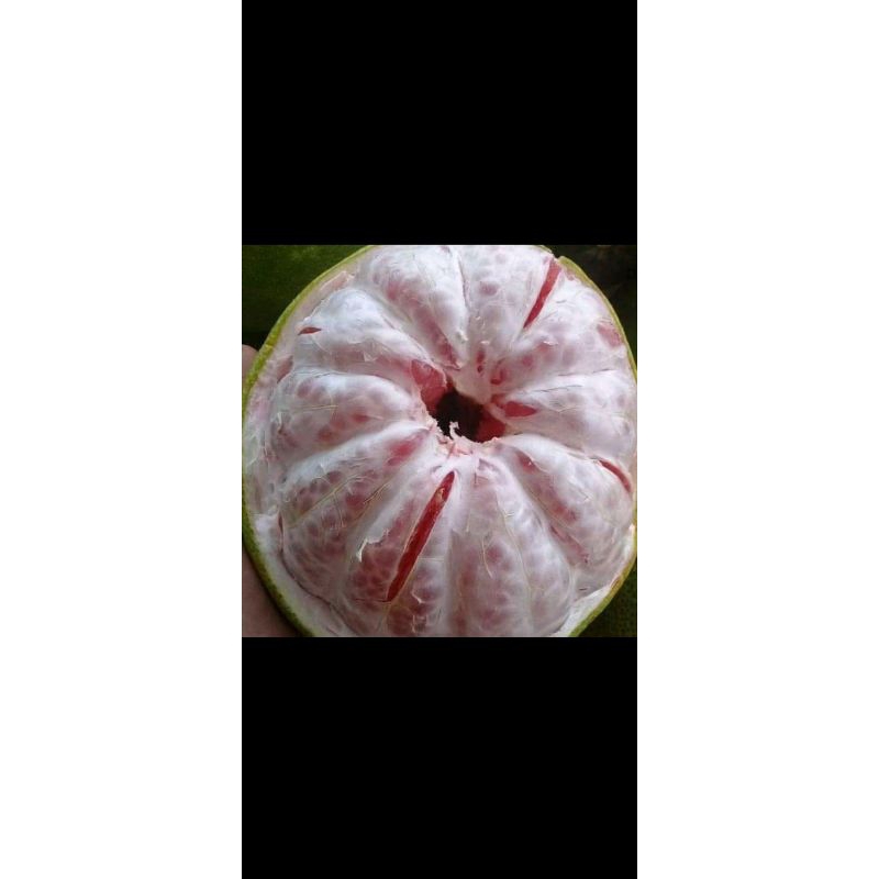 

Jeruk Bali merah