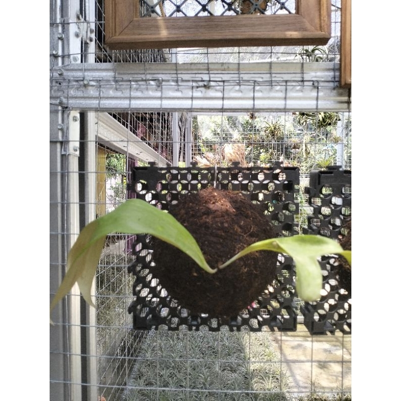 platycerium stemaria L