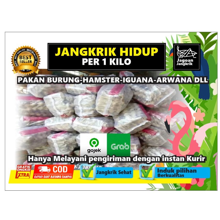 Jangkrik Alam Hidup/Pakan Ternak Burung, Hamster, Gecko, Arwana