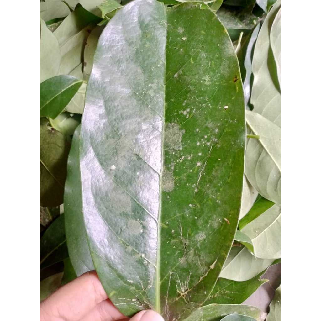 

Daun sirsak jumbo 50 lembar segar