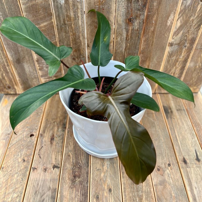 Philodendron Florida Bronze / Philo Florida Bronze