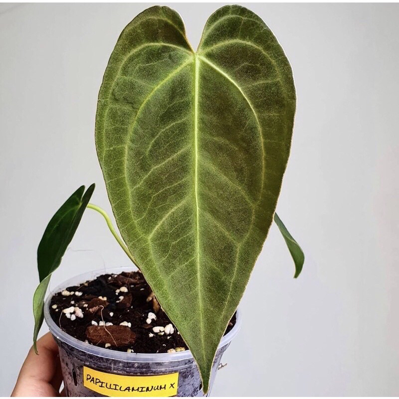 Anthurium Papililaminum X Warocqueanum Hybrid baby SALE