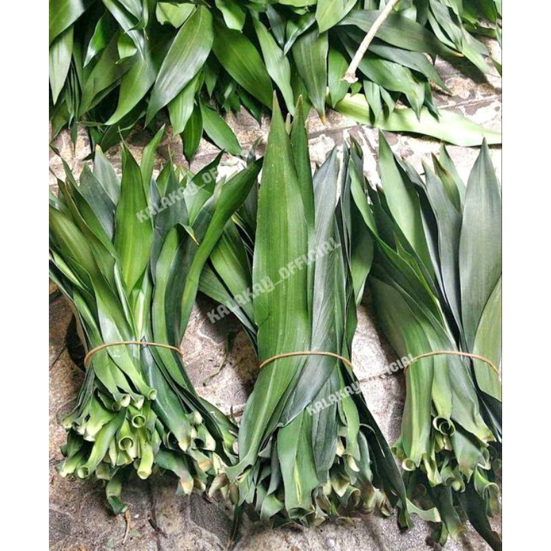 

Bungkus Bakcang Daun Andong / Daun Hanjuang Besi / Daun Bakung