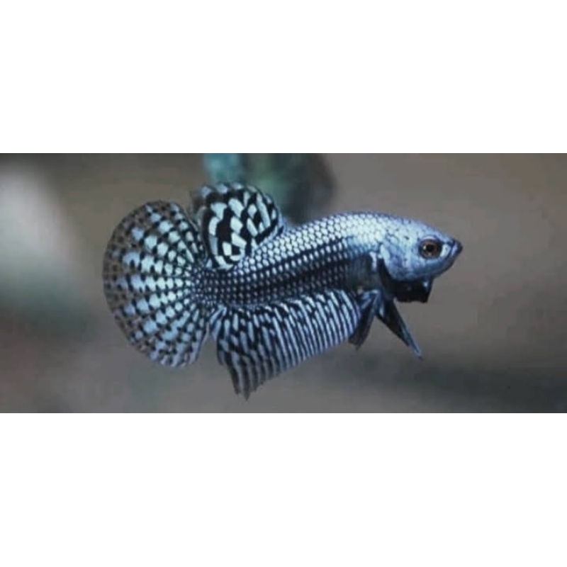 wild betta alien hybreed grey