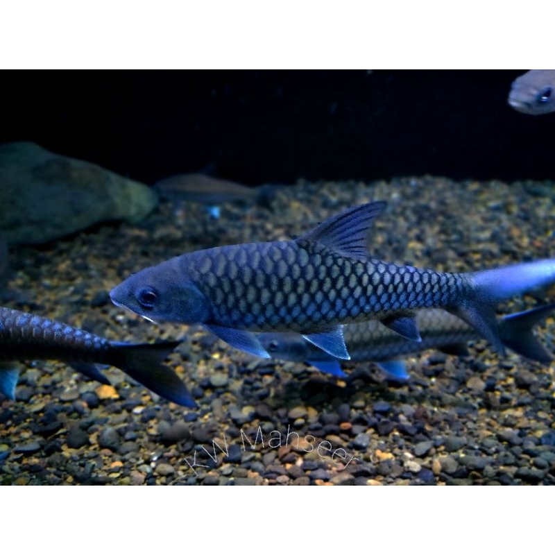 Blue mahser lokal/Tor tambroides Kalimantan CB