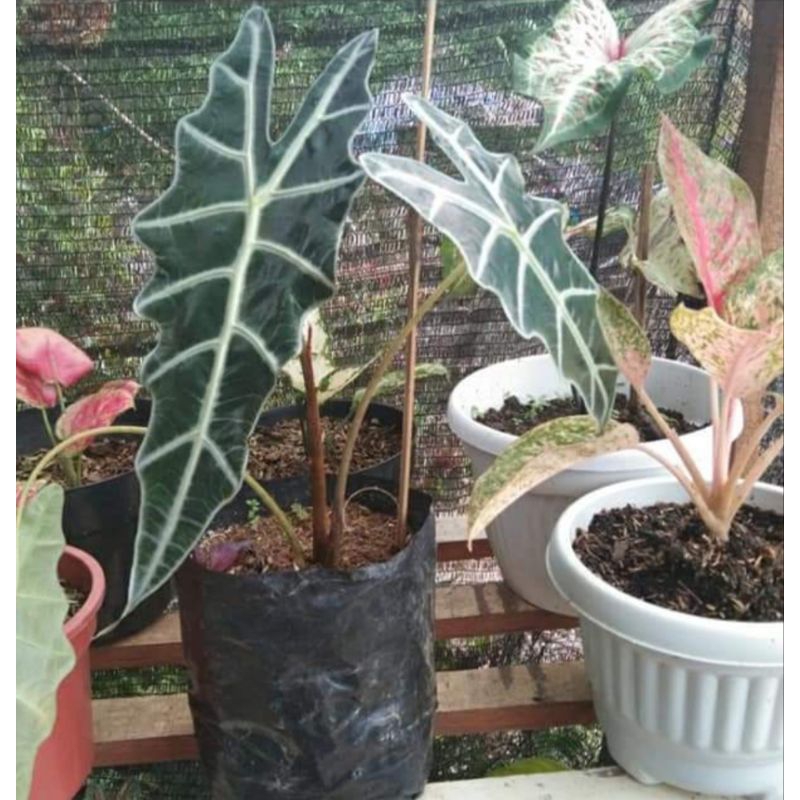 Alocasia amazon